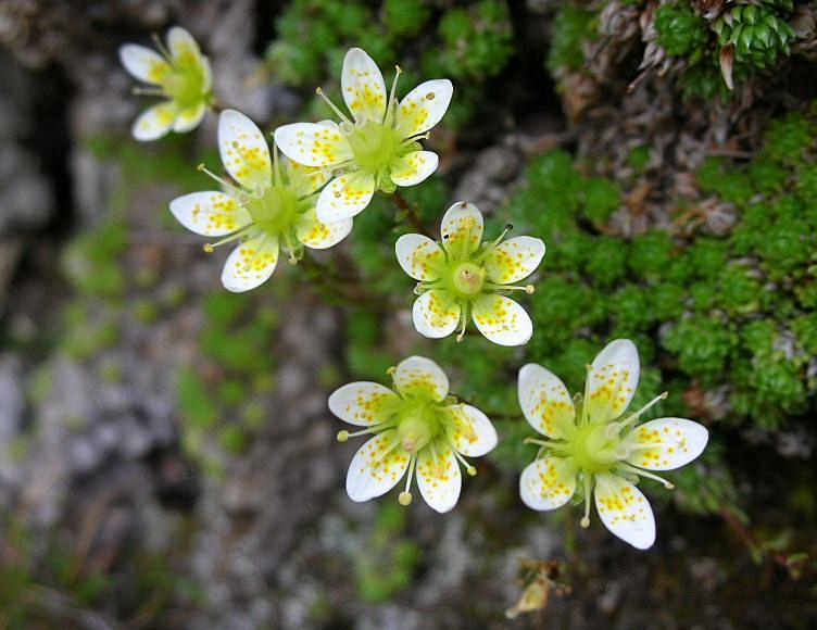 Saxifraga bryoides / Sassifraga brioide